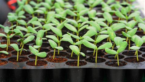 Here's how to transplant seedlings. Seedlings