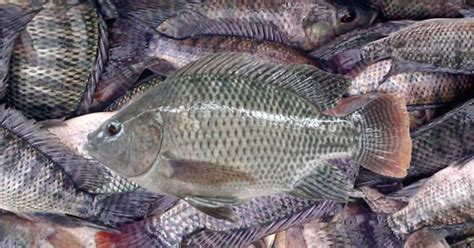 Panen kerang air tawar ( kijing ) hello guys. Cara Mengolah Ikan Air Tawar Agar Tidak Pahit - Seputar gunungkidul