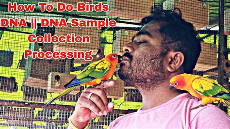 How To Do Birds Dna Full Process Of Birds Dna Testing And Dna Sample Collection Process Youtube