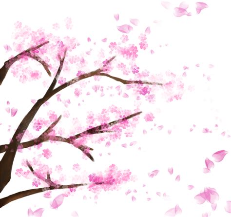 Download Blooming Cherry Tree Cherry Blossom，sakura Cherry Sakura