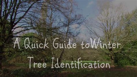 A Quick Guide To Winter Tree Identification Youtube