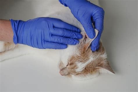Bacterial Infections In Cats Causes Symptoms And Treatment All About