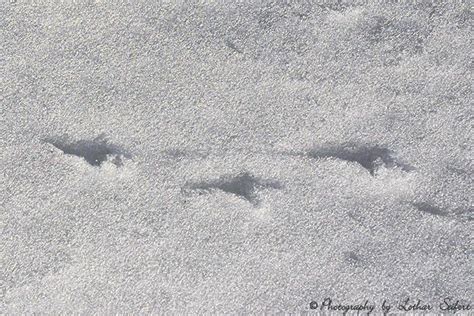 Finn und tierspuren im zoo mulhouse (foto: Tierspuren im Schnee. Rätsel, welches Tier ist durch den ...