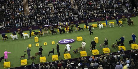 Westminster Dog Show 2020 See The Best In Show Group Winners Wsoc Tv