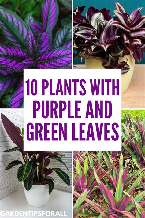 List Of 9 Purple And Green Leaf Plants
