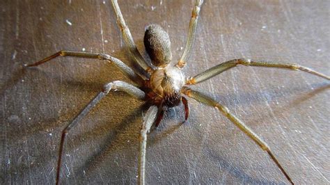 Doctors Find Brown Recluse Spider In Missouri Womans Ear Kbak