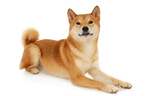 Shiba Inu Dog Breed Information And Pictures Petguide Petguide
