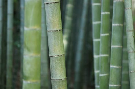 Why Bamboo The Benefits Of Bamboo The Bamboo Shop