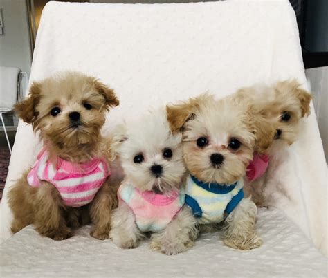 Maltipoo are cuddly, very loving, and smart. Teacup maltipoo puppy female | iHeartTeacups
