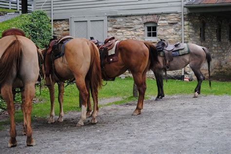 The 25 Best Places For Horseback Riding Innear Asheville Nc