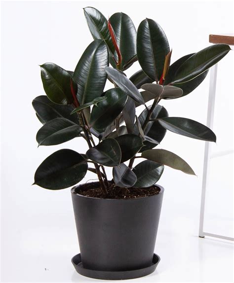 Burgundy Rubber Tree 1000 Rubber Tree Plant Rubber Tree Indoor Plants