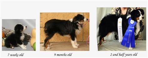 Growth Stages Of The Toy Aussie Australian Shepherd