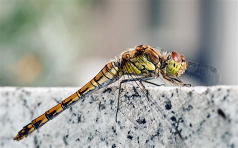 Dragonfly Most Beautiful Picture Of The Day November 3 2017 Most