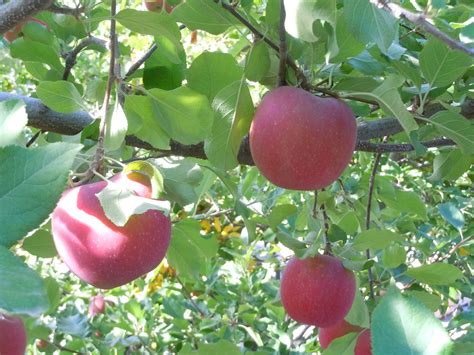 Organic Growing Tip Heirloom Traditional Apple Tree Varieties That