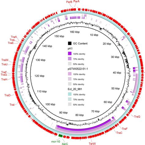 Frontiers Whole Genome Sequencing Of Gram Negative Bacteria Isolated
