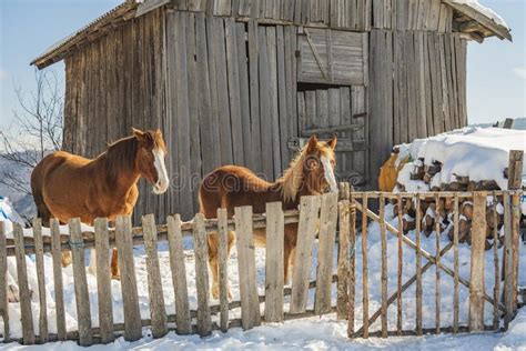 Winter Alpine Horses Standing In The Snow Behind Wooden Fence In Front
