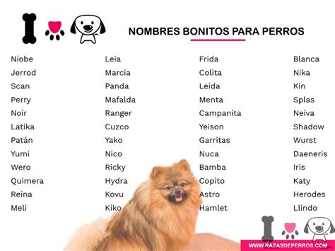 Nombres Para Perros Originales Nombres Para Perros Y Gatos Machos