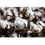 BASF Adds New FiberMax Stoneville Varieties For 2021  Cotton Grower