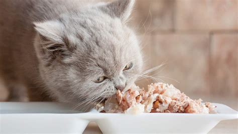 Though you're more likely to end up with a most of the formulas in the limited ingredient diet line don't feature an animal protein as the first ingredient and many natural balance recipes are. Best High Protein Cat Food | Ranked for 2019