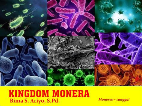 Materi Kingdom Monera Mata Pelajaran Biologi Kelas 10 Mipa Excellent