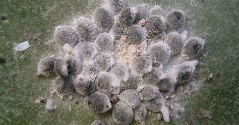 Spray all the cacti that are infested with white fuzz to kill the pests. The Most Common Pests Threatening Your Cannabis Plants