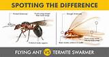Flying Termite Pictures