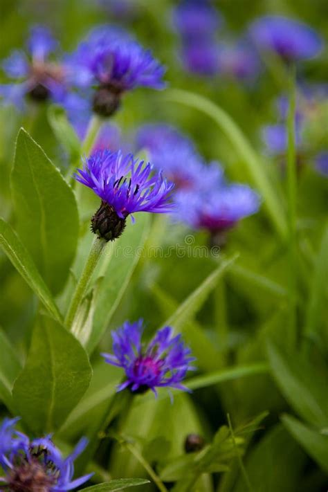 Blue Flowers Cornflowers In The Garden Cornflower In The Flowerbed