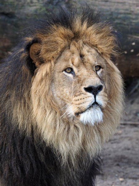 Adult Male Lion — Stock Photo © Ebfoto 172370460