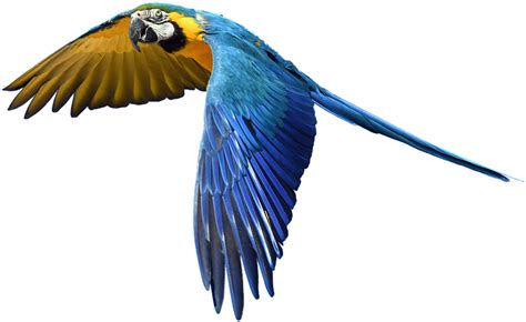 Flying Parrot Clipart Transparent Background Parrot Png Bmp Pro