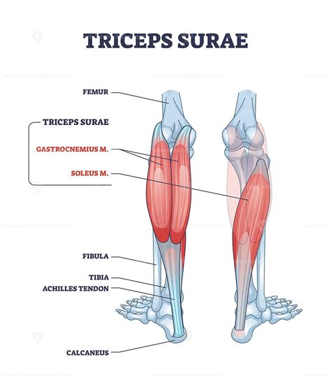 Triceps Surae With Gastrocnemius And Soleus Leg Muscles Outline Diagram