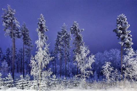 Cold Winter Night In Finland Peaceful Winter Night And Beautiful Blue