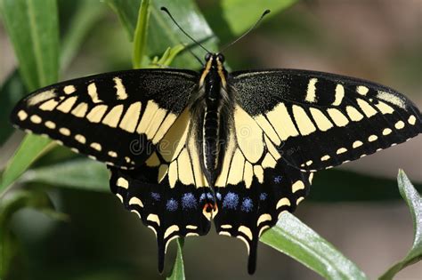 Tigre Orientale Swallowtail Glaucas Di Papilio Immagine Stock