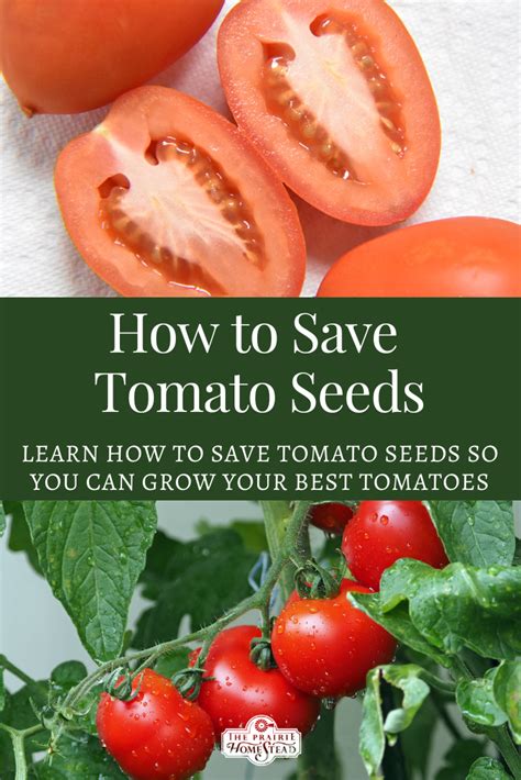 How To Save Tomato Seeds The Prairie Homestead