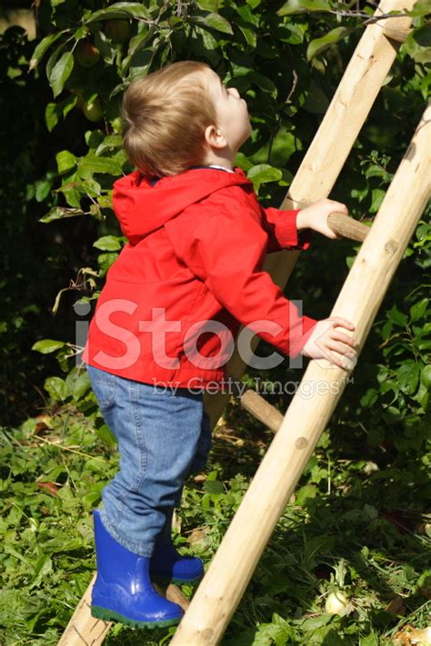 Boy Climbing Ladder Stock Photo Royalty Free Freeimages