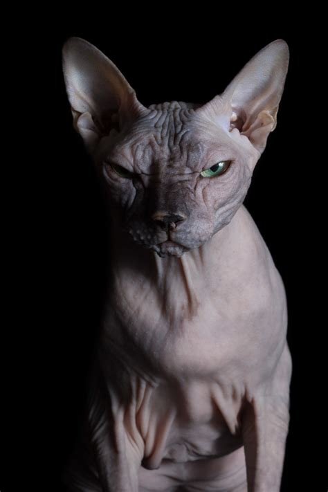 Hairless Cat