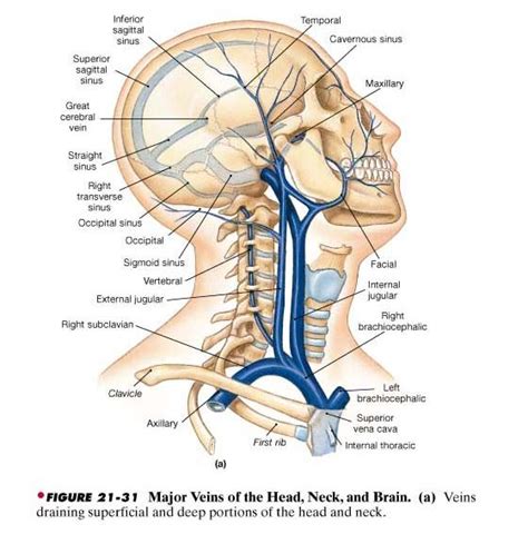 Major Veins Of Head And Neck Body Anatomy Human Body Anatomy Human