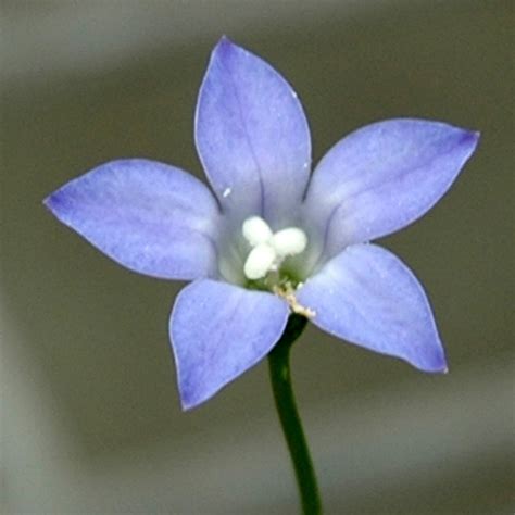 Wahlenbergia is a genus of around 260 species of flowering plants in the family campanulaceae. Wahlenbergia 'Sky Mist' - Native Bluebell | Gardening With ...
