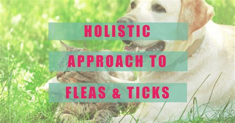 3 Easy Holistic Approachs To Flea And Tick Prevention Boulder