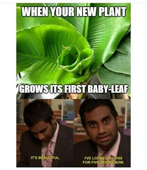 Plant Memes For Anyone Needing Some Eco Friendly Happiness