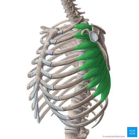 Serratus Anterior Muscle Origin Insertion And Action Kenhub