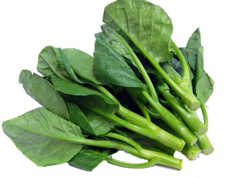 Cara Semai Benih Sayur Kailan | KampusTani.Com