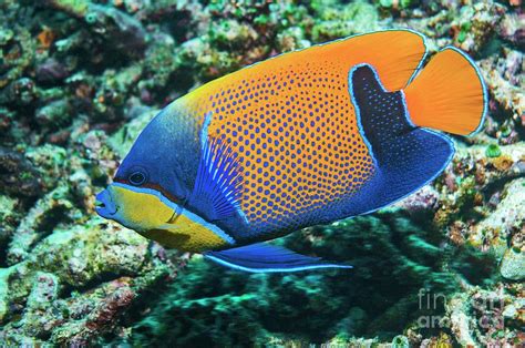 Blue Girdled Angelfish Photograph By Georgette Douwmascience Photo