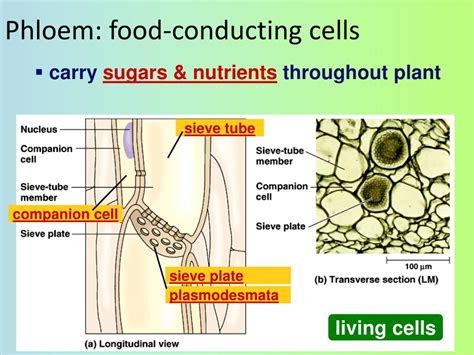 Ppt Plant Anatomy Ch 35 Powerpoint Presentation Free Download