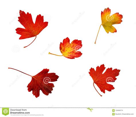 Set Of Red Autumn Leaves Stock Photo Image Of Autumn 124949174