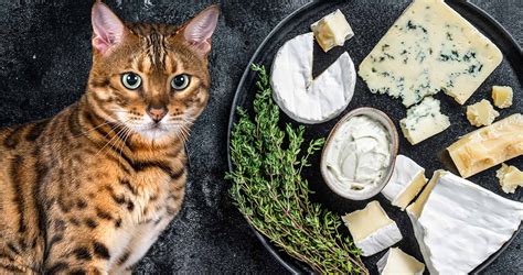 Can Cats Eat Cheese Is It Safe For Cats To Eat