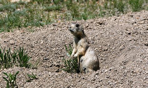 Prairie Dog Hunting An Exciting Adventure In The Wild Nssf Lets Go
