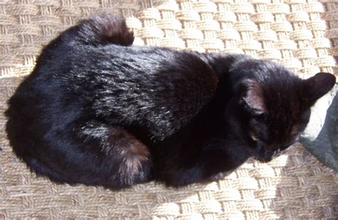 The Science Behind The Fur What Makes Black Cats Black Catster
