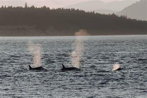 11 Best Whale Watching Tours In Victoria Bc In 2023