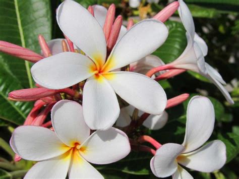 Identifying the cause is necessary to solve the issue. Young, White and Yellow Plumeria: A new bunch of white ...