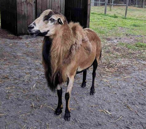 Barbados Black Belly Sheep Registered Loblolly Farms